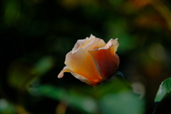 散歩の途中で。４