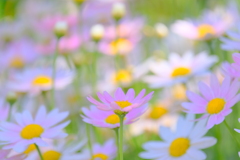 久しぶりの散歩(13)