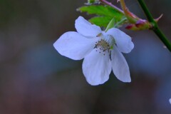 散歩の途中で。１