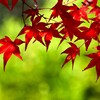紅葉-6