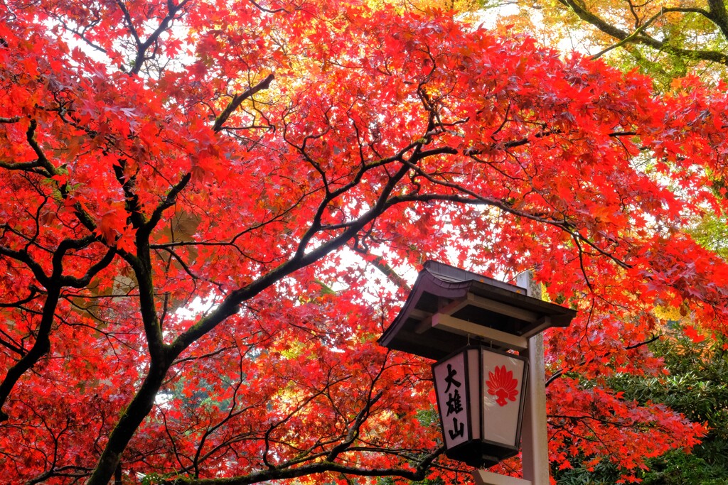 散歩の途中で、遠出　Ⅴ