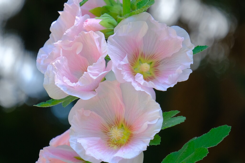 散歩の途中で。（７）