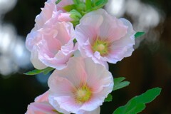 散歩の途中で。（７）