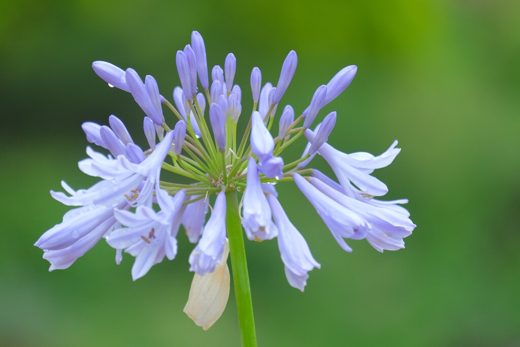 散歩の途中で。