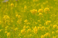 散歩の途中で。⑥