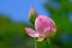 散歩の途中で。