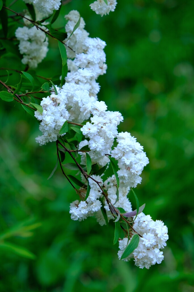 散歩の途中で。(12)