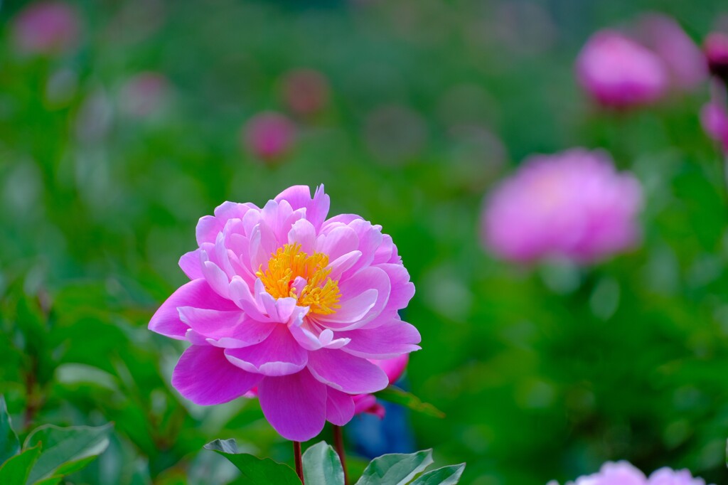 散歩の途中で。7