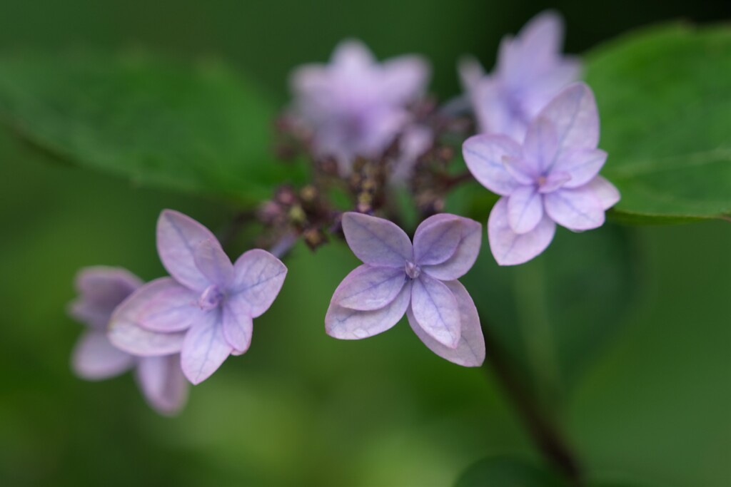 散歩の途中で。④