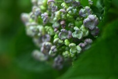 紫陽花-３