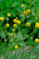 クラスペディア