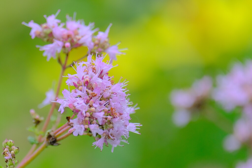 散歩の途中で。