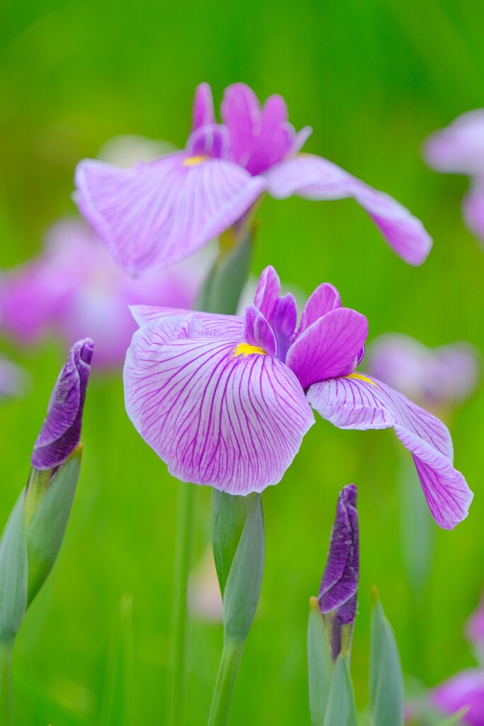 散歩の途中で。⑩