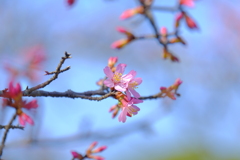 桜（２）