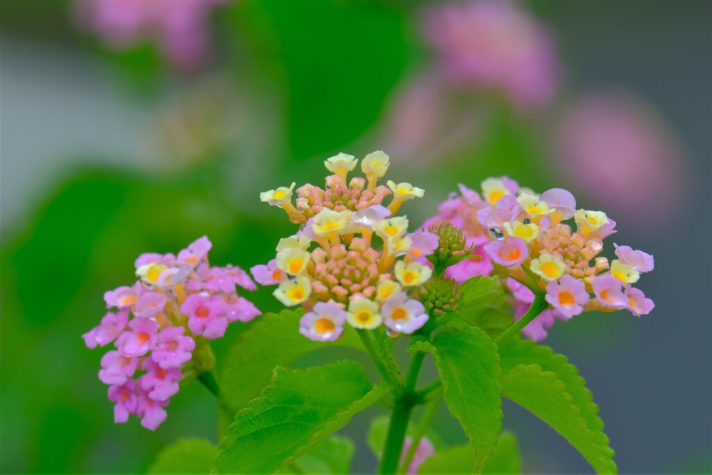 散歩の途中で。２