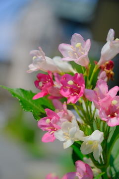 散歩の途中で。Ⅰ