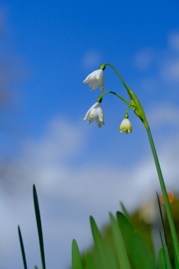スノーフレーク（２）