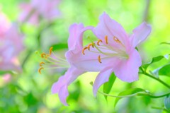 散歩の途中で。