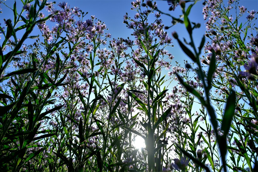 散歩の途中で。5