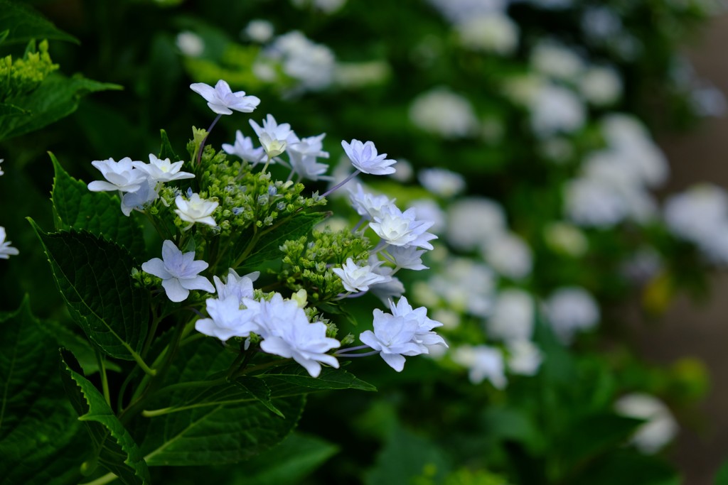 紫陽花