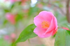 散歩の途中で。Ⅰ