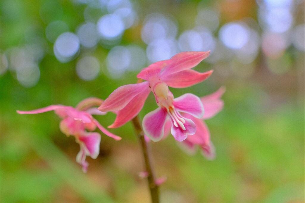 散歩の途中で。⑦