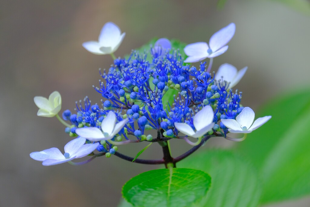 あじさい（５）