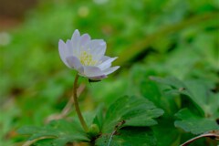 散歩の途中で。④