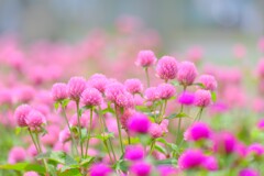 散歩の途中で。