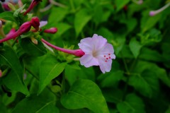 DSCF7343