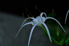 散歩の途中で。Ⅶ