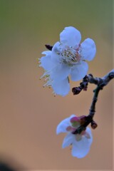 散歩の途中で。⑤