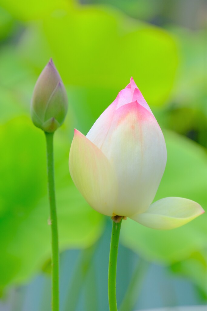 散歩の途中で。4