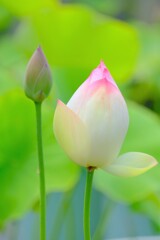 散歩の途中で。4