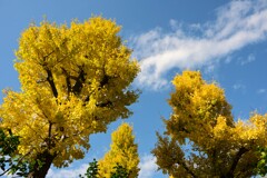 イチョウ（２）