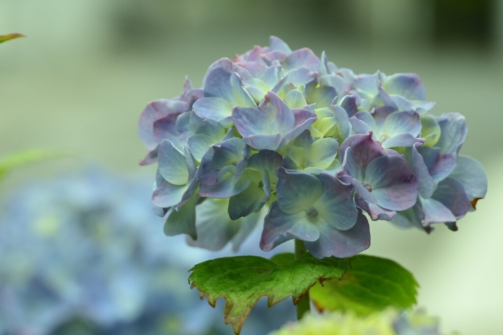 紫陽花