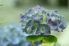 紫陽花