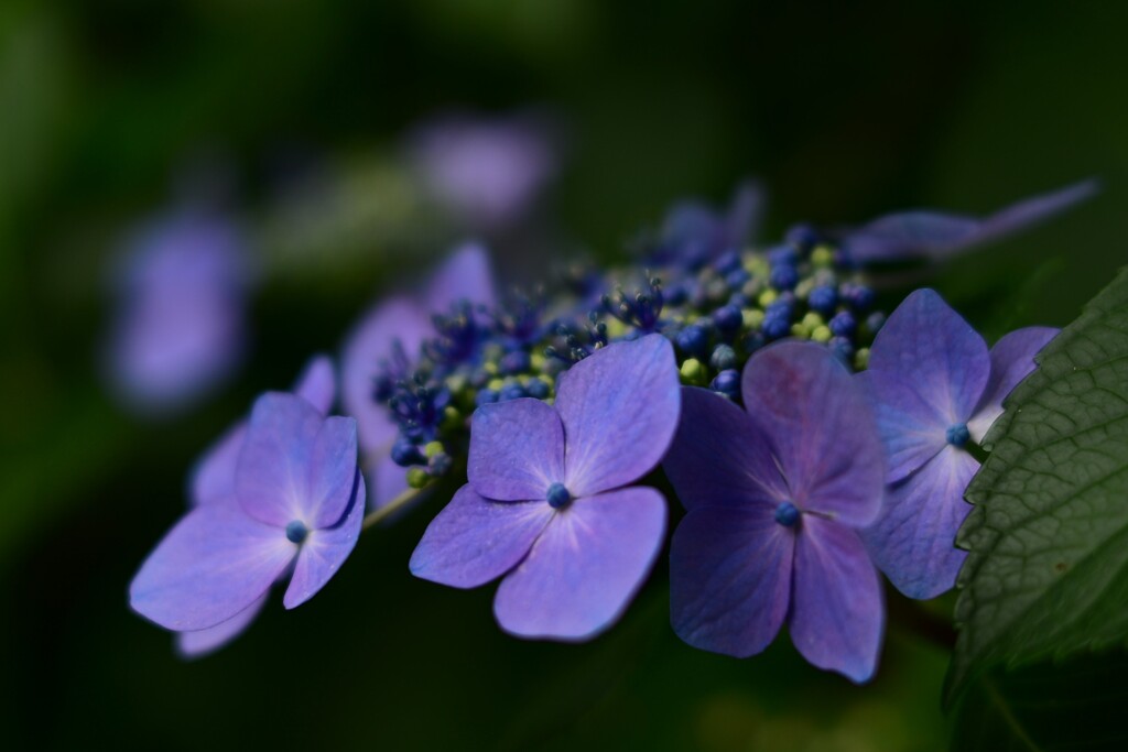 紫陽花