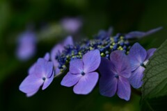 紫陽花