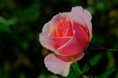 散歩の途中で。②