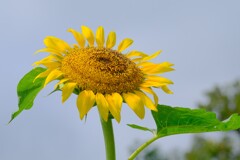 散歩の途中で。