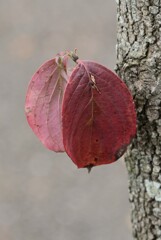 ハナミズキの紅葉