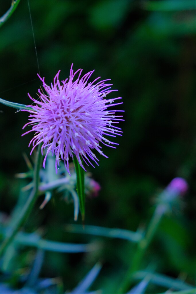 散歩の途中で。５