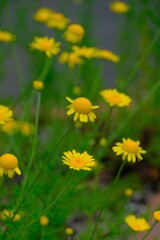 散歩の途中で。①