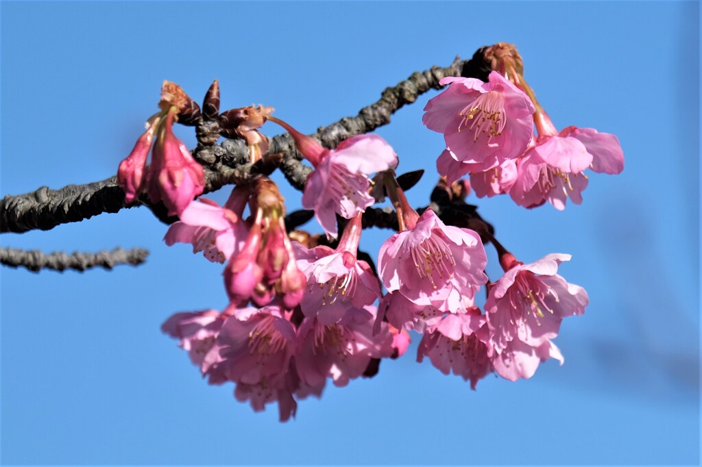 河津桜（鎌倉宮で）