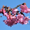 河津桜（鎌倉宮で）