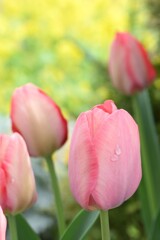 チューリップ
