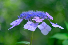 散歩の途中で。Ⅵ