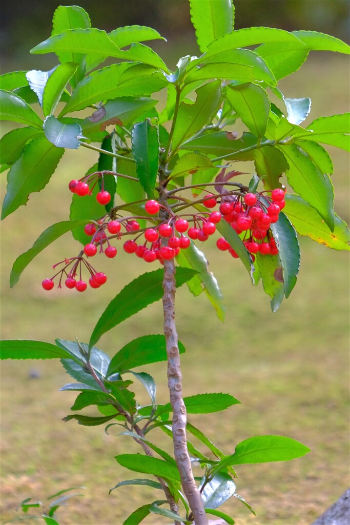 散歩の途中で。Ⅲ