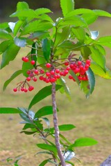 散歩の途中で。Ⅲ